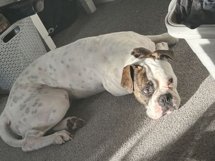 Boxer / American Bulldogge , luciano sucht ein neues Zuhause