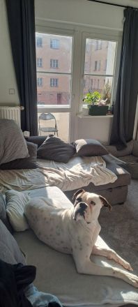 Boxer / American Bulldogge , luciano sucht ein neues Zuhause