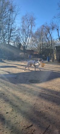 Boxer / American Bulldogge , luciano sucht ein neues Zuhause