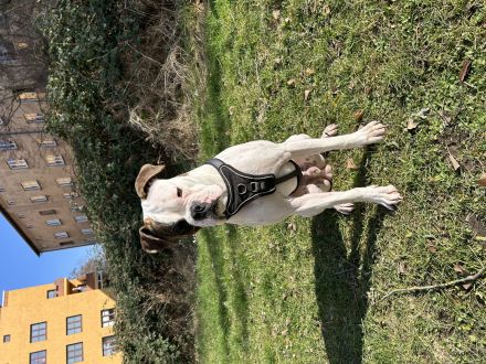 Boxer / American Bulldogge , luciano sucht ein neues Zuhause