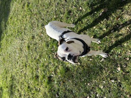 Boxer / American Bulldogge , luciano sucht ein neues Zuhause