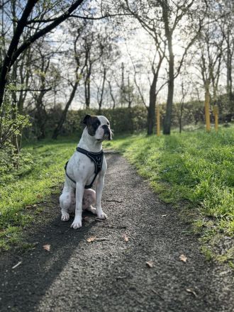 Boxer / American Bulldogge , luciano sucht ein neues Zuhause