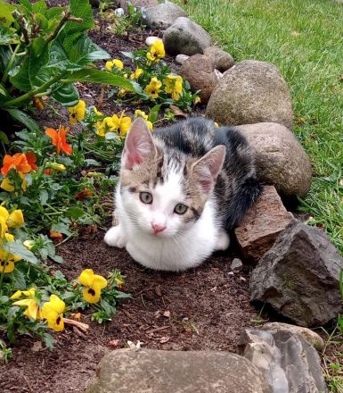 Zwei kleine Kätzchen