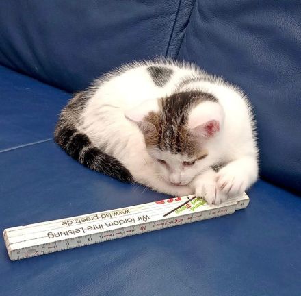 Zwei kleine Kätzchen