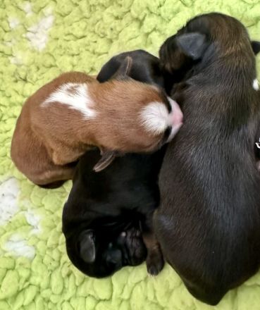 Welpenalarm bei den E`Ka-yana`s