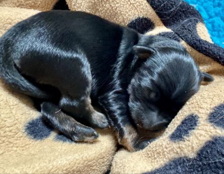 Welpenalarm bei den E`Ka-yana`s