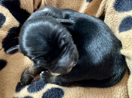 Welpenalarm bei den E`Ka-yana`s