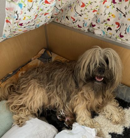 Welpenalarm bei den E`Ka-yana`s