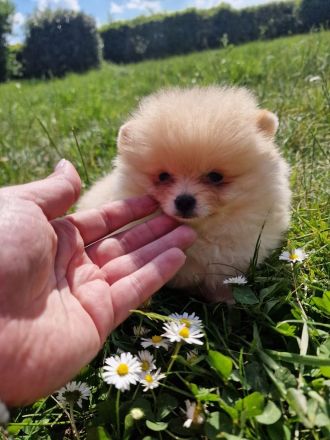 Pomeranische Spitzwelpen