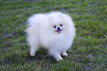 Pomeranische Spitzwelpen