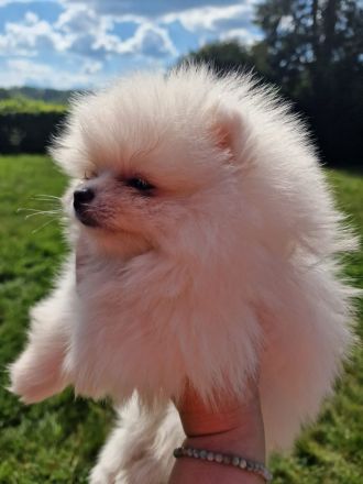 Pomeranische Spitzwelpen