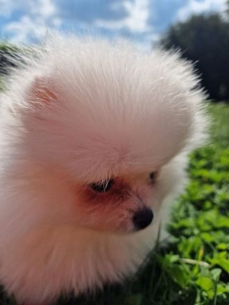 Pomeranische Spitzwelpen