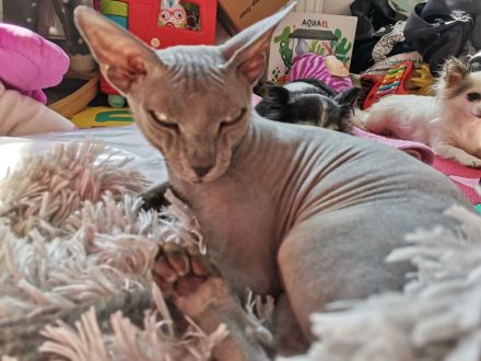 Don Sphynx Deckkater