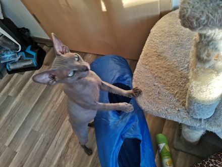 Don Sphynx Deckkater