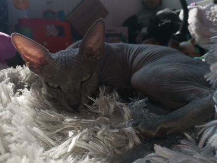 Don Sphynx Deckkater