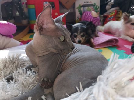 Don Sphynx Deckkater