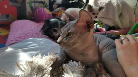 Don Sphynx Deckkater