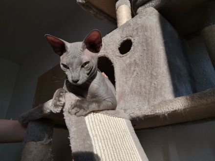 Don Sphynx Deckkater