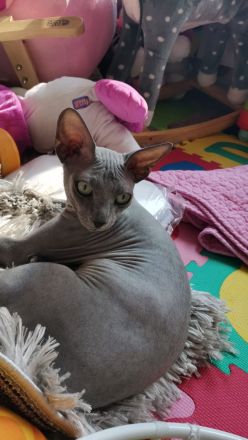 Don Sphynx Deckkater