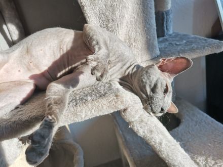 Don Sphynx Deckkater