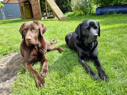 Labrador Retriever Welpen Hündin