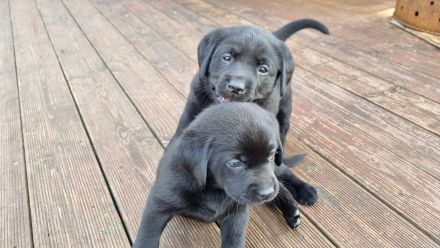 Labrador Retriever Welpen Hündin
