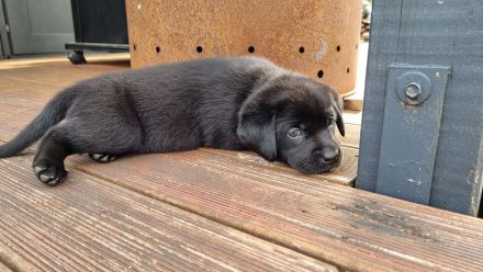 Labrador Retriever Welpen Hündin