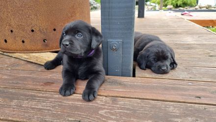 Labrador Retriever Welpen Hündin