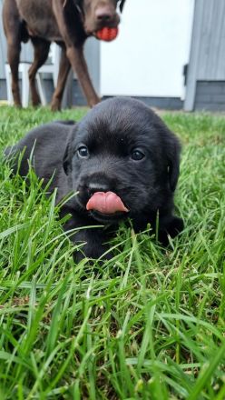 Labrador Retriever Welpen Hündin