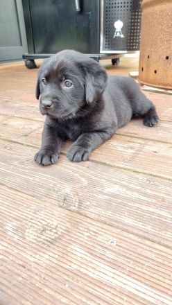Labrador Retriever Welpen Hündin
