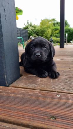 Labrador Retriever Welpen Hündin