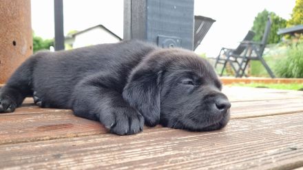 Labrador Retriever Welpen Hündin