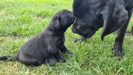 Labrador Retriever Welpen Hündin