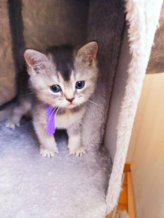 Reinrassige Bkh kitten