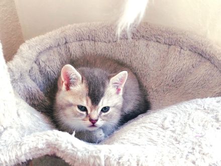 Reinrassige Bkh kitten