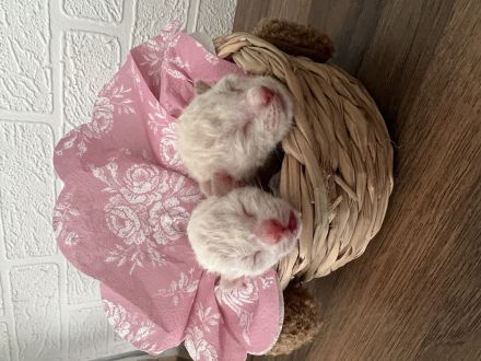 Siam Birma mix Kitten