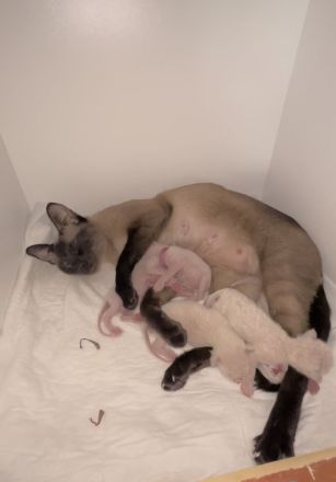 Siam Birma mix Kitten