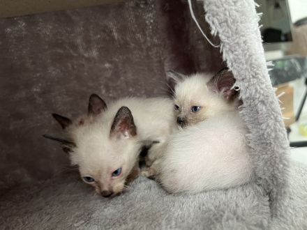 Siam Birma mix Kitten