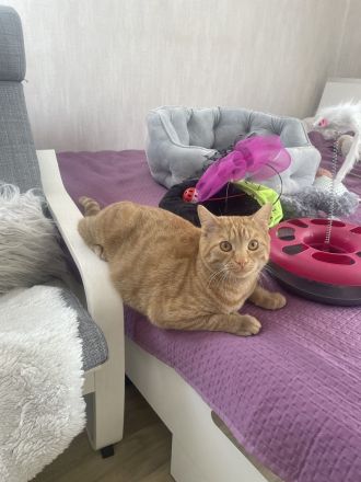 Zwei Katze in liebevolle Hände abzugeben