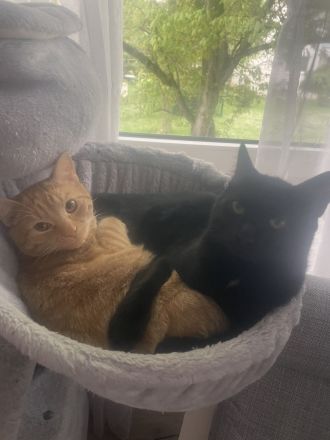 Zwei Katze in liebevolle Hände abzugeben