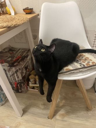 Zwei Katze in liebevolle Hände abzugeben