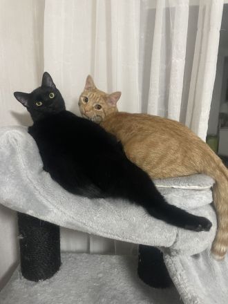 Zwei Katze in liebevolle Hände abzugeben