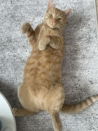 Zwei Katze in liebevolle Hände abzugeben