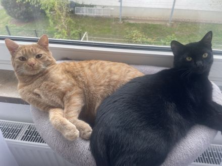 Zwei Katze in liebevolle Hände abzugeben