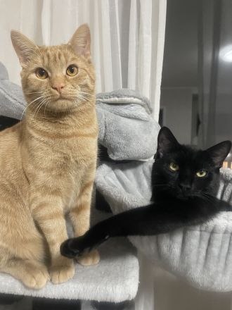 Zwei Katze in liebevolle Hände abzugeben