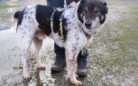 Aktiver und liebevoller Moano sucht sein Zuhause