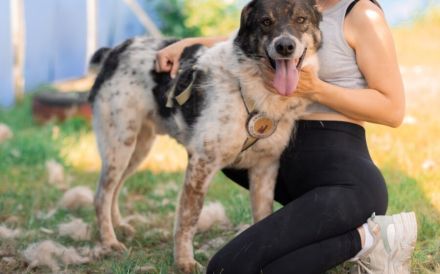 Aktiver und liebevoller Moano sucht sein Zuhause