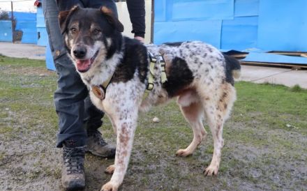 Aktiver und liebevoller Moano sucht sein Zuhause