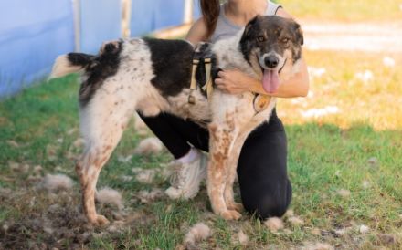 Aktiver und liebevoller Moano sucht sein Zuhause