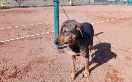 freundliche Lima wartet auf ihre Menschen